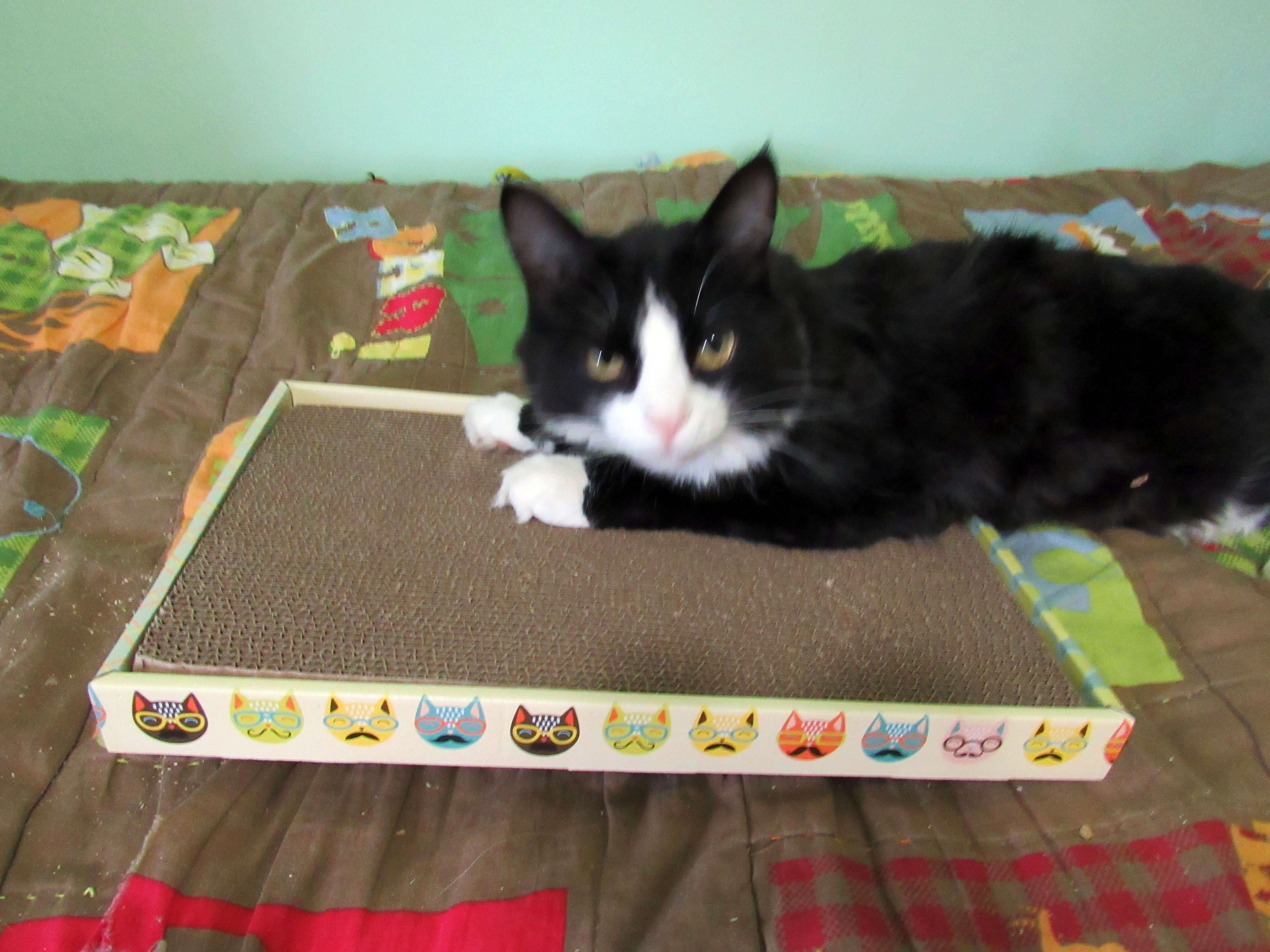 Sylvester
