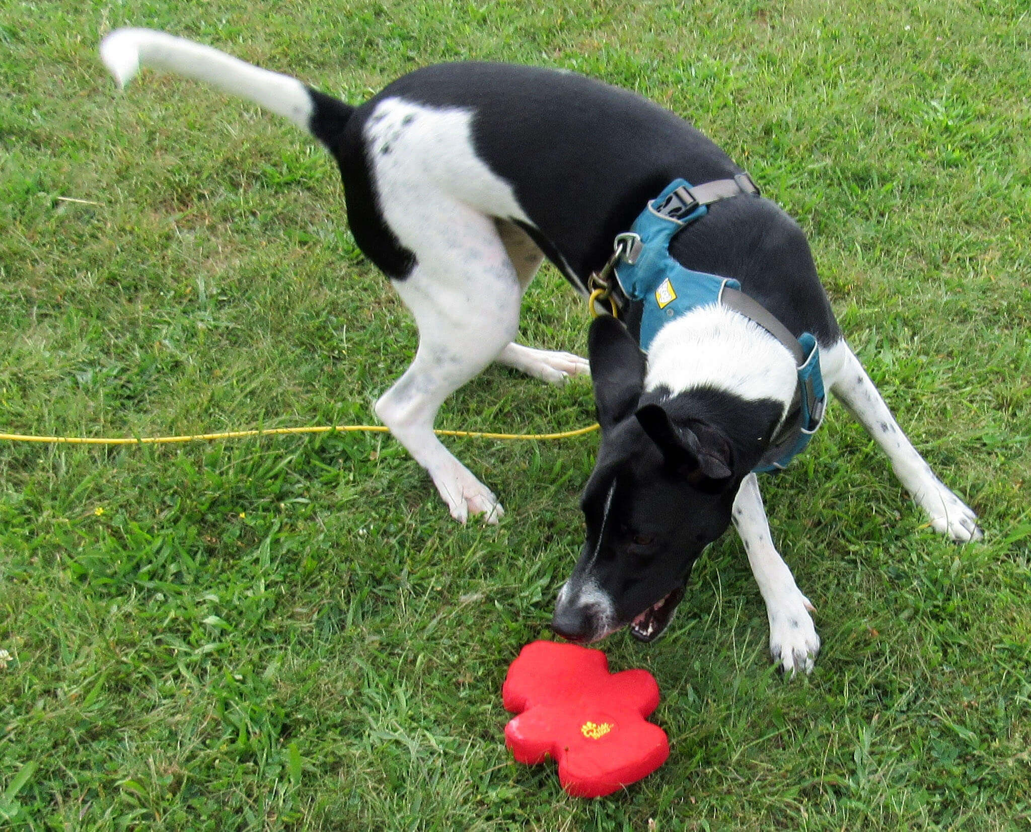 Odie