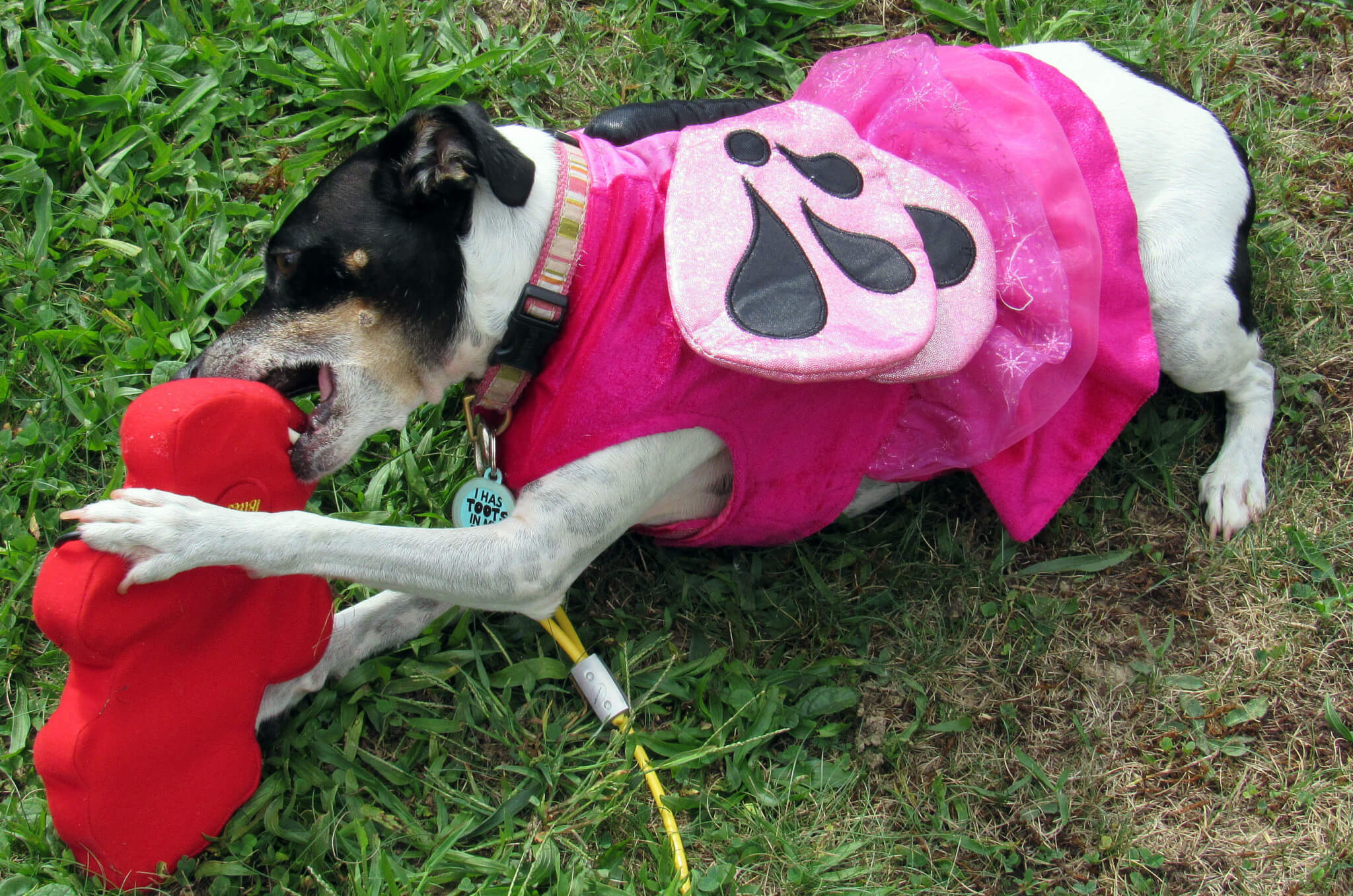 Bella the BUtterfly