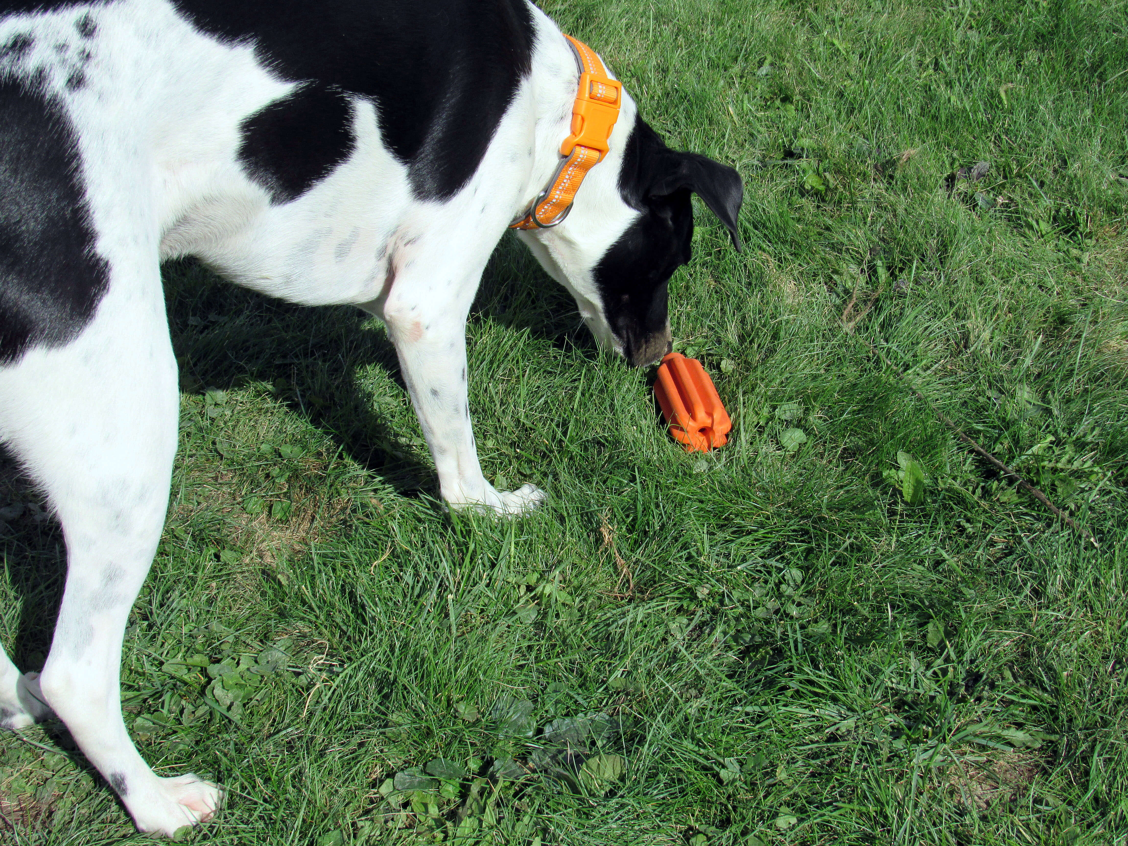 Odie