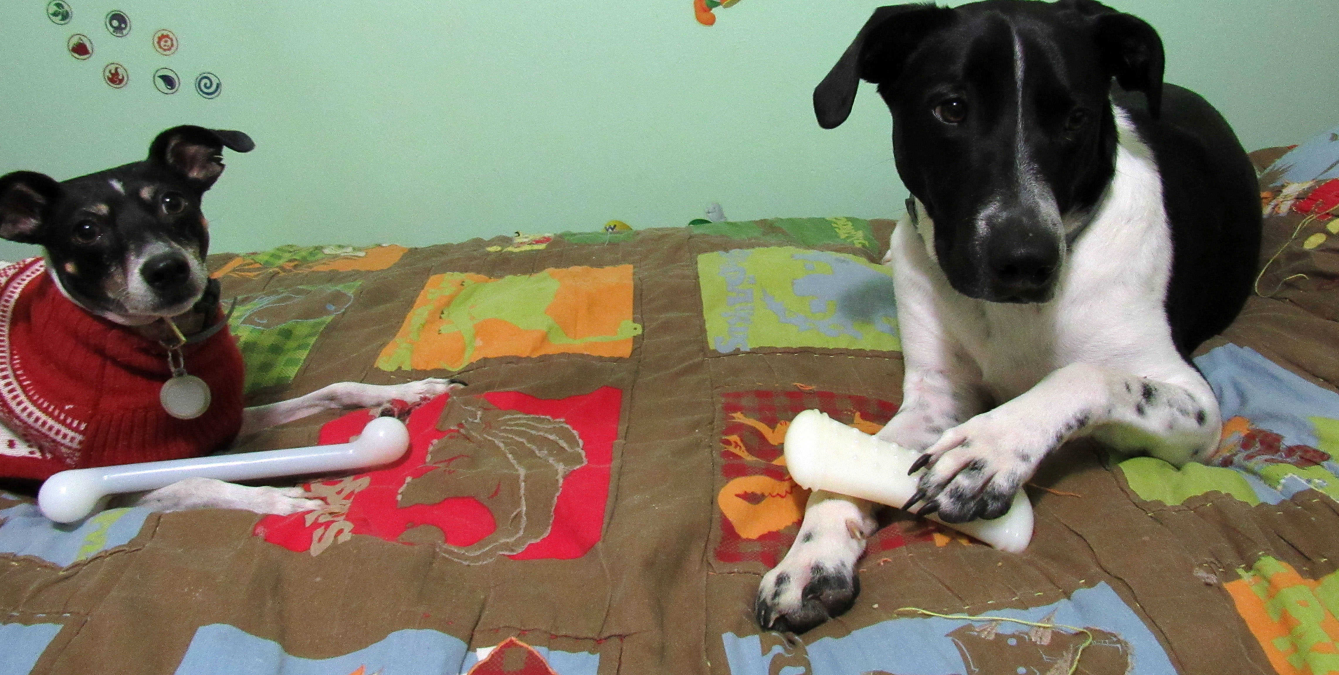 Bella and Odie