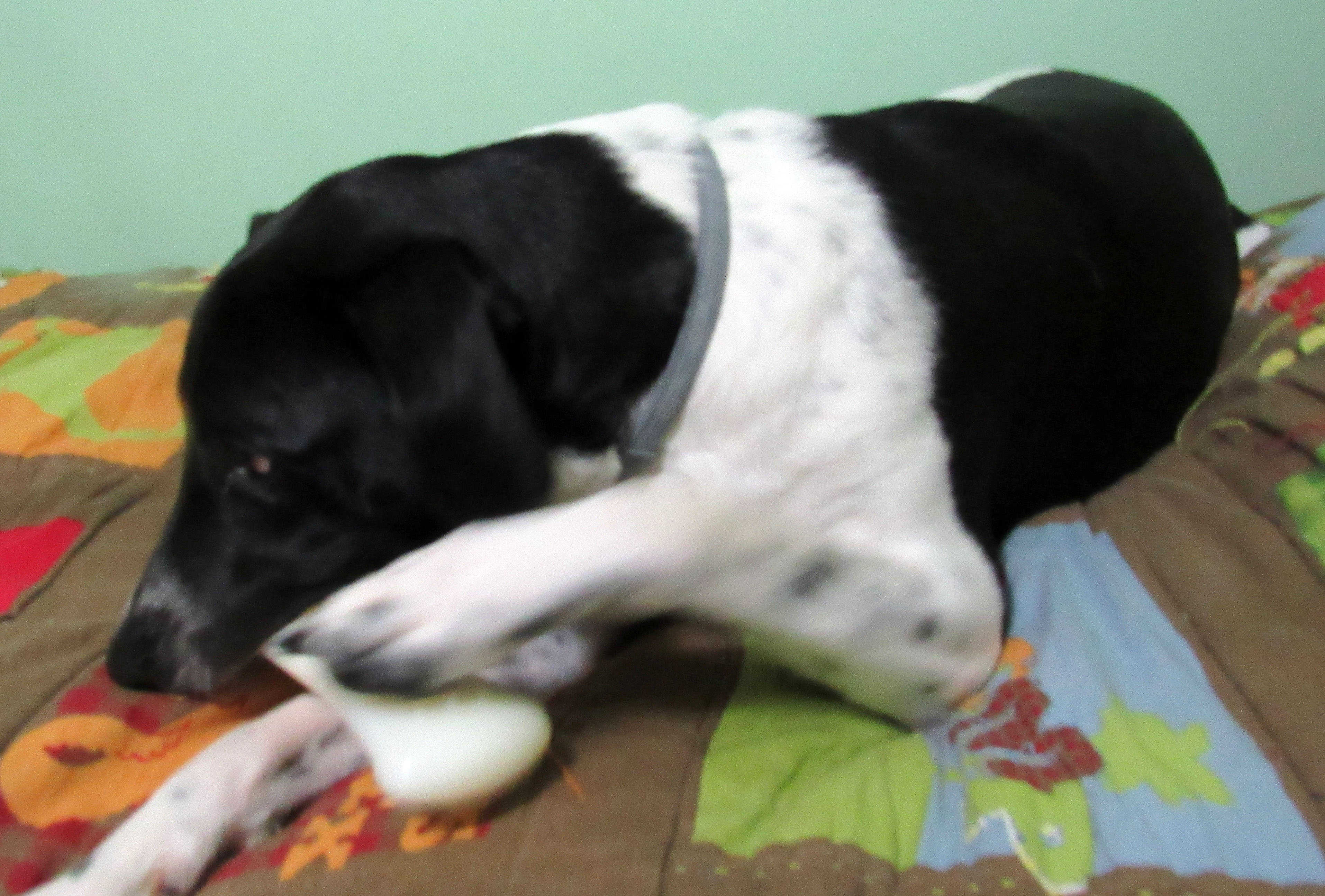 Odie