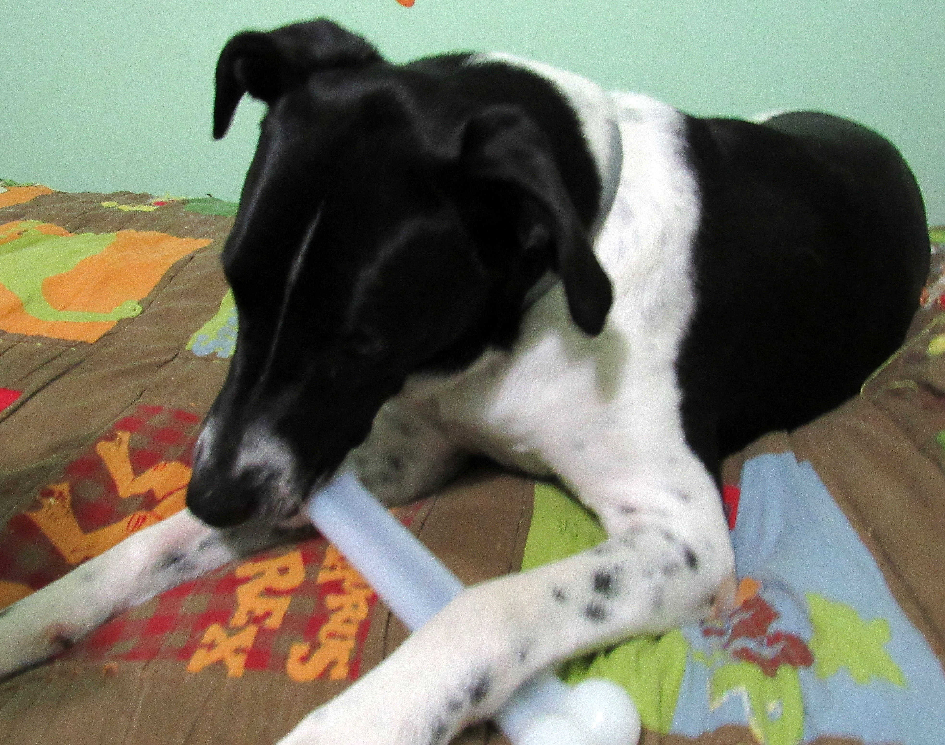Odie