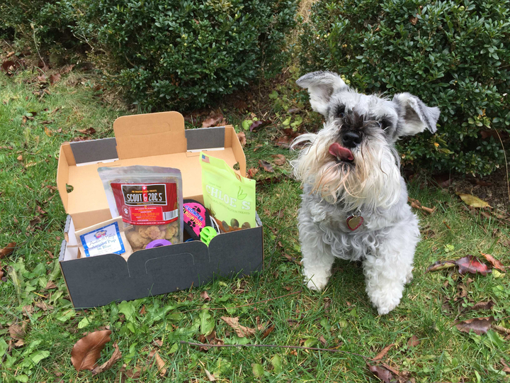 pupjoy-november-2016-9