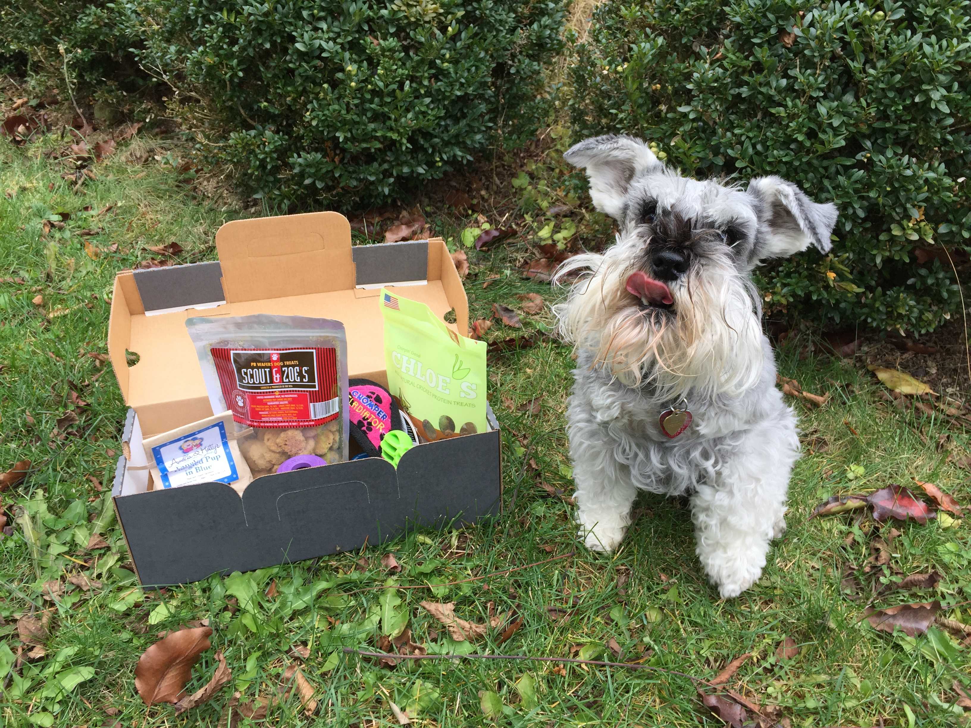 PupJoy November 2016 Subscription Box Review + Coupon