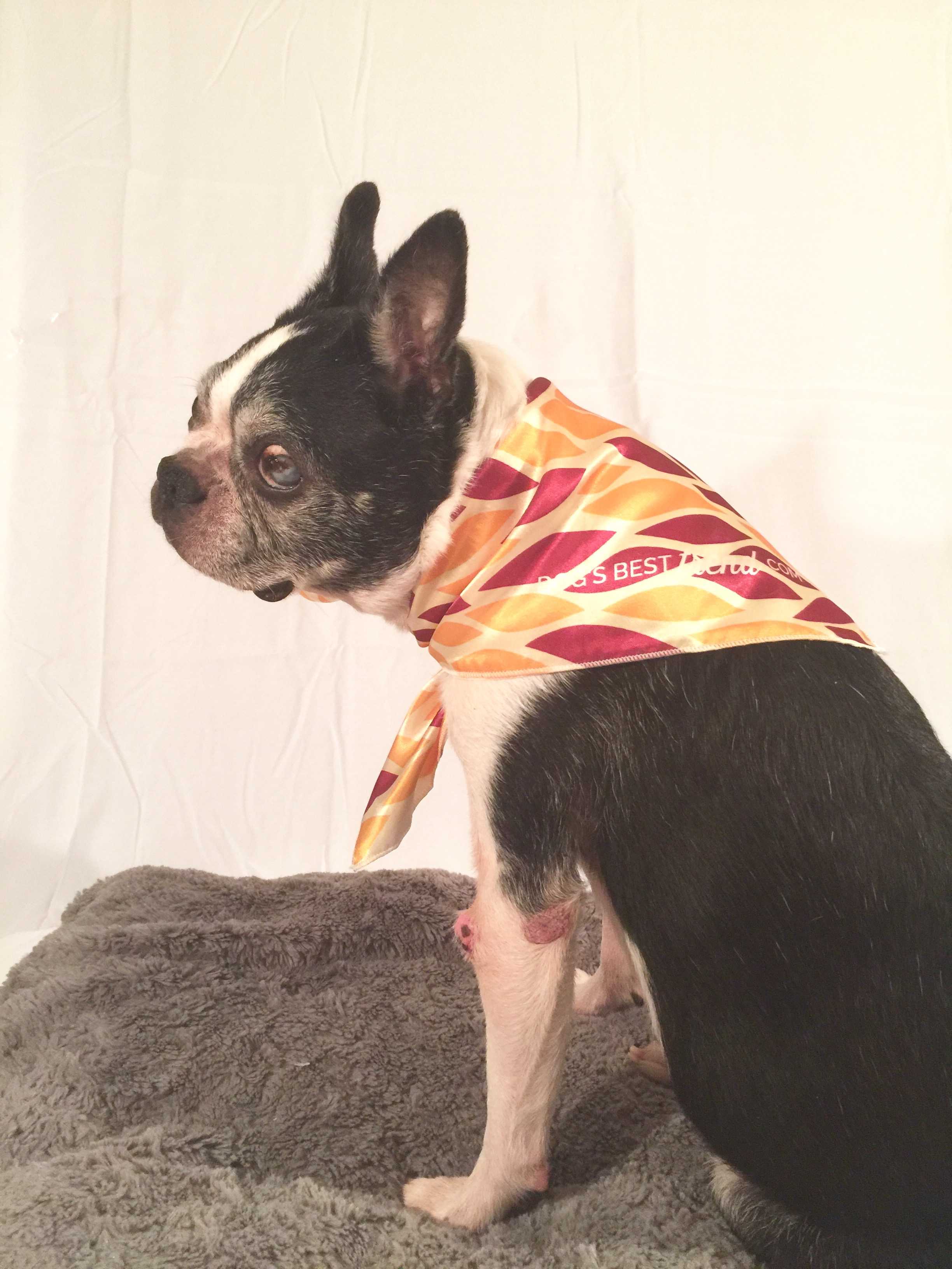 Dog’s Best Trend October/November 2016 Subscription Box Reviews
