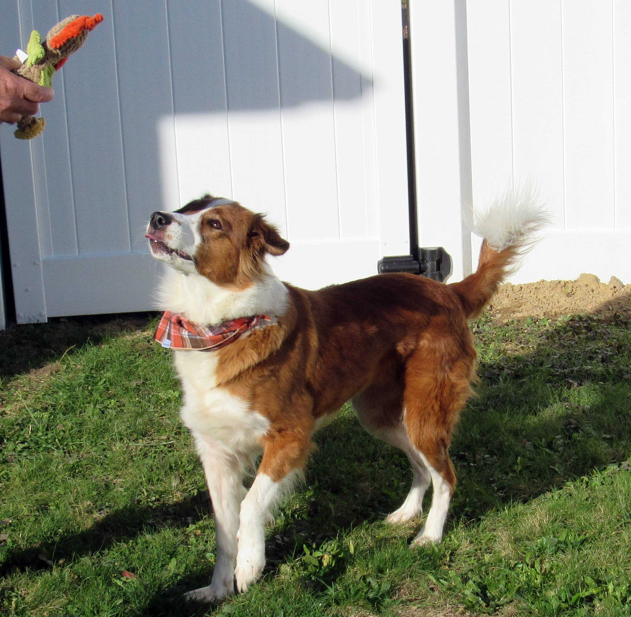 Time for turkey toss