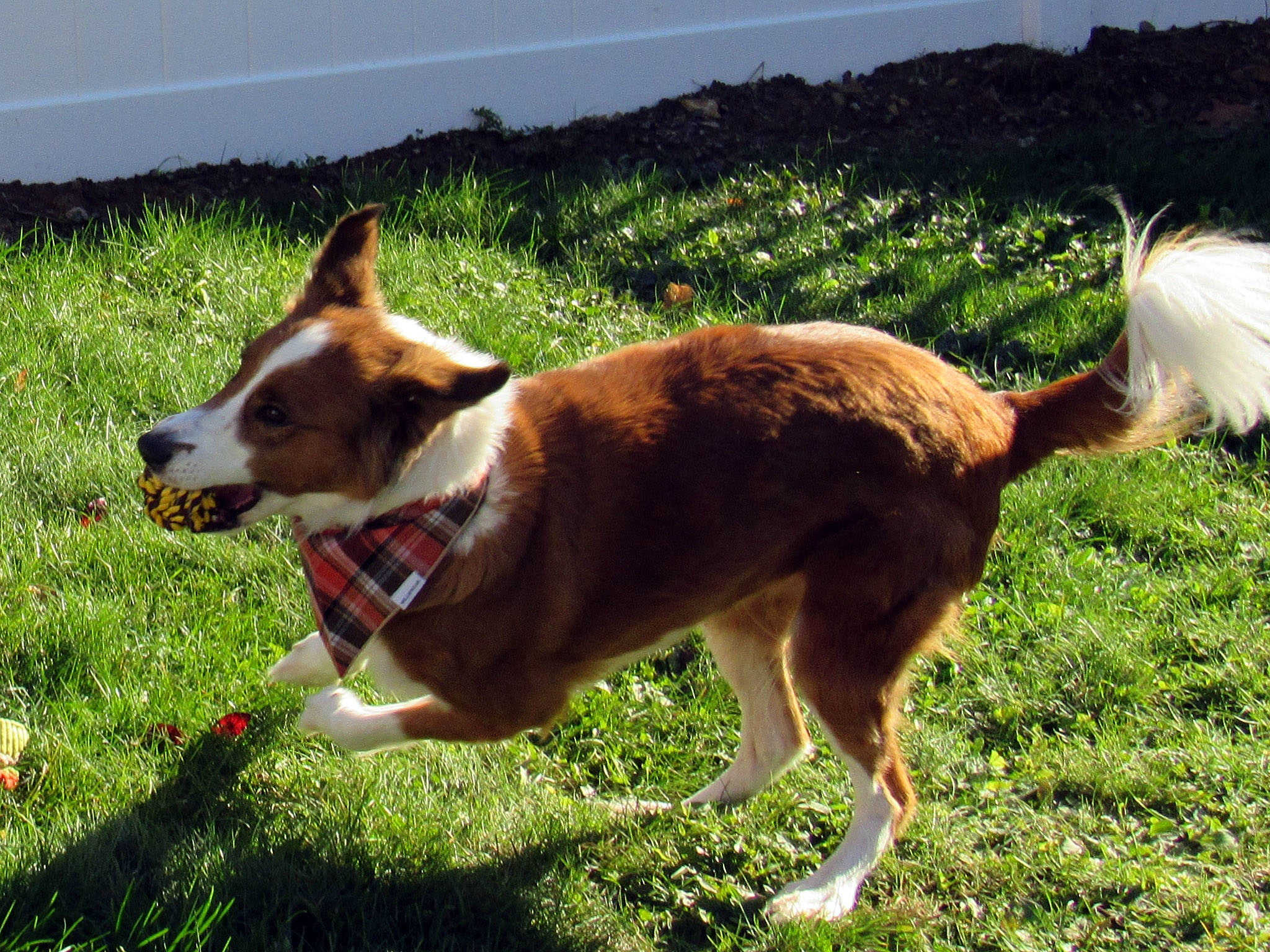 I have a Ball!