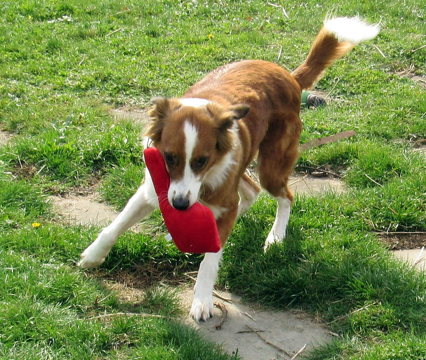 Playing