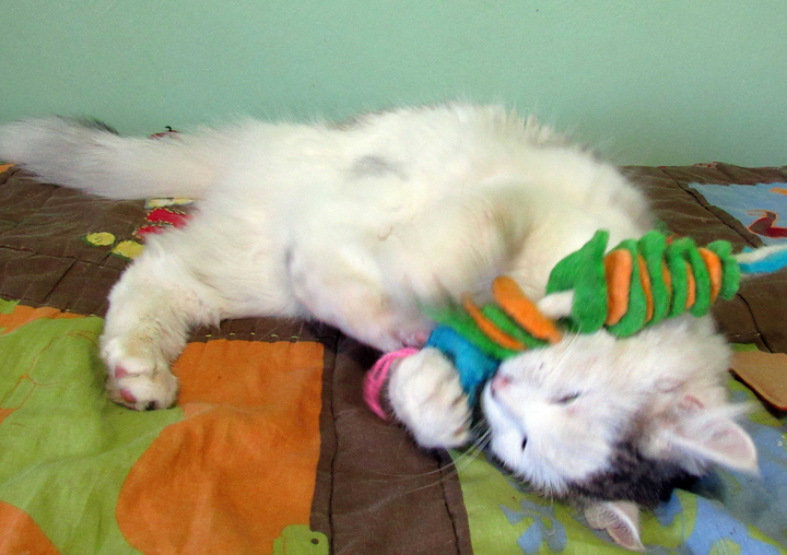 meowboxnovember1616