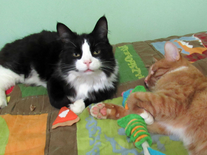 meowboxnovember1623