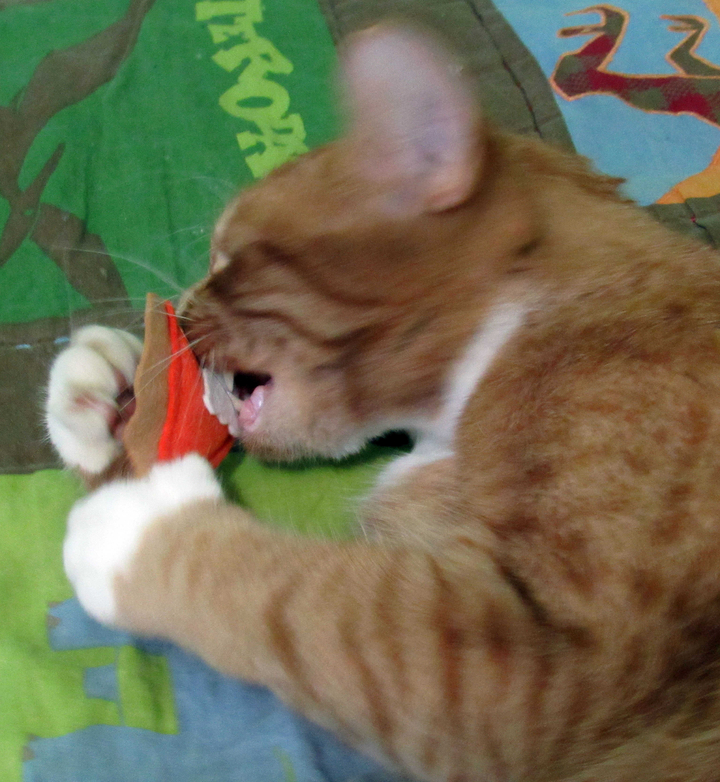 meowboxnovember1620
