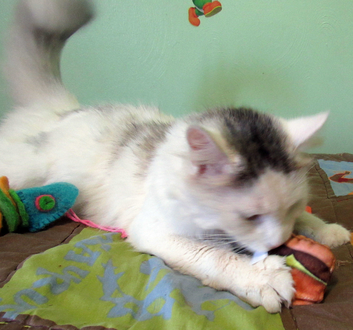 meowboxnovember1617