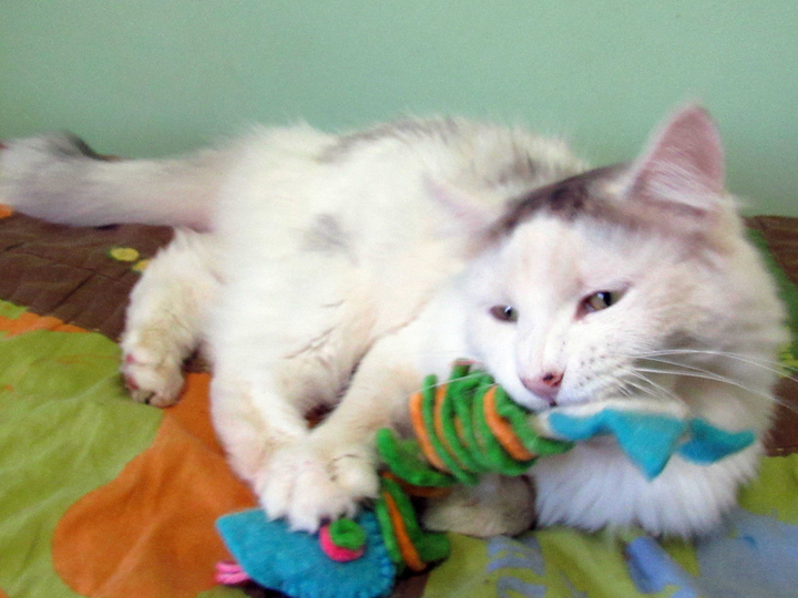 meowboxnovember1615