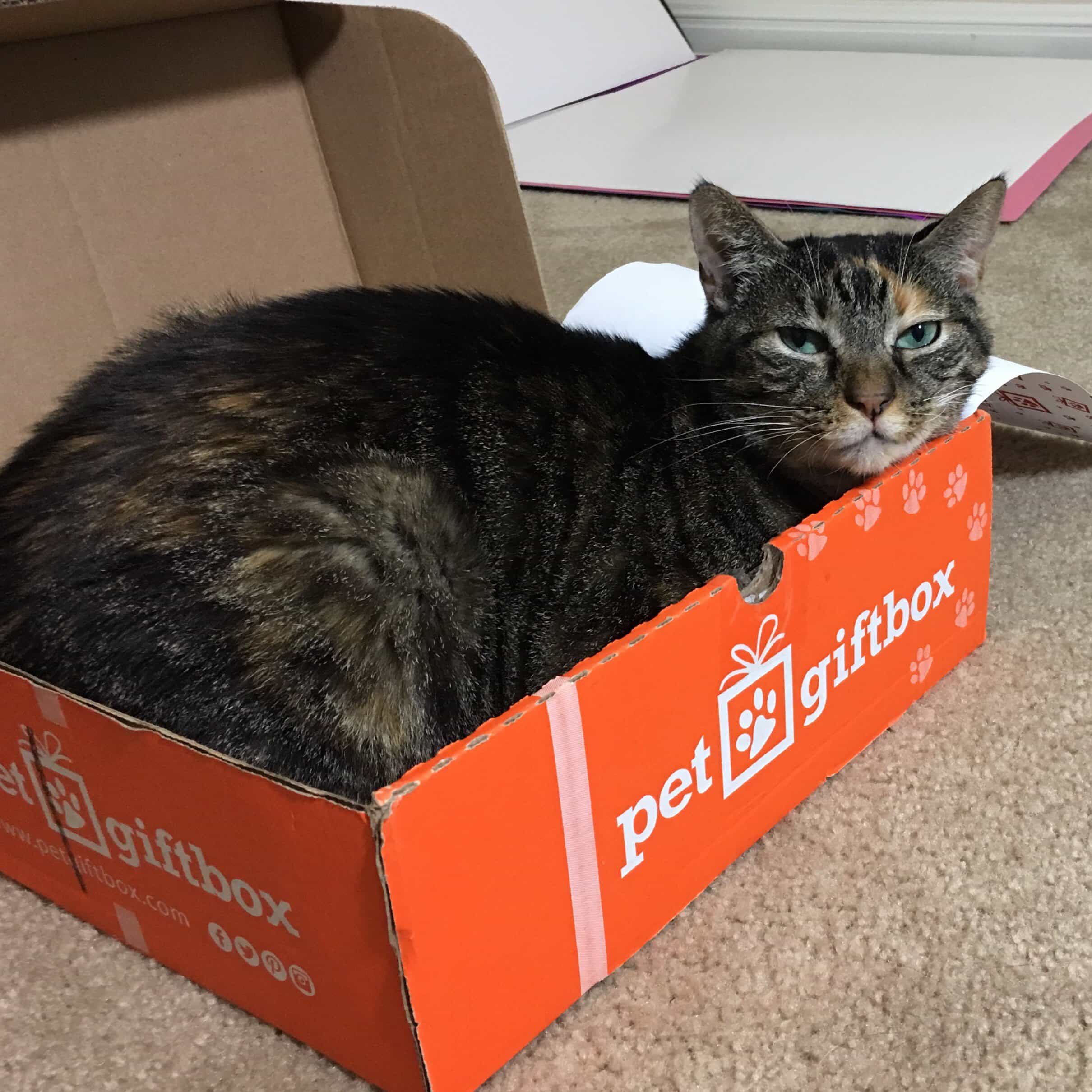 PetGiftBox July 2017 Cat Subscription Box Review + 50% Off Coupon