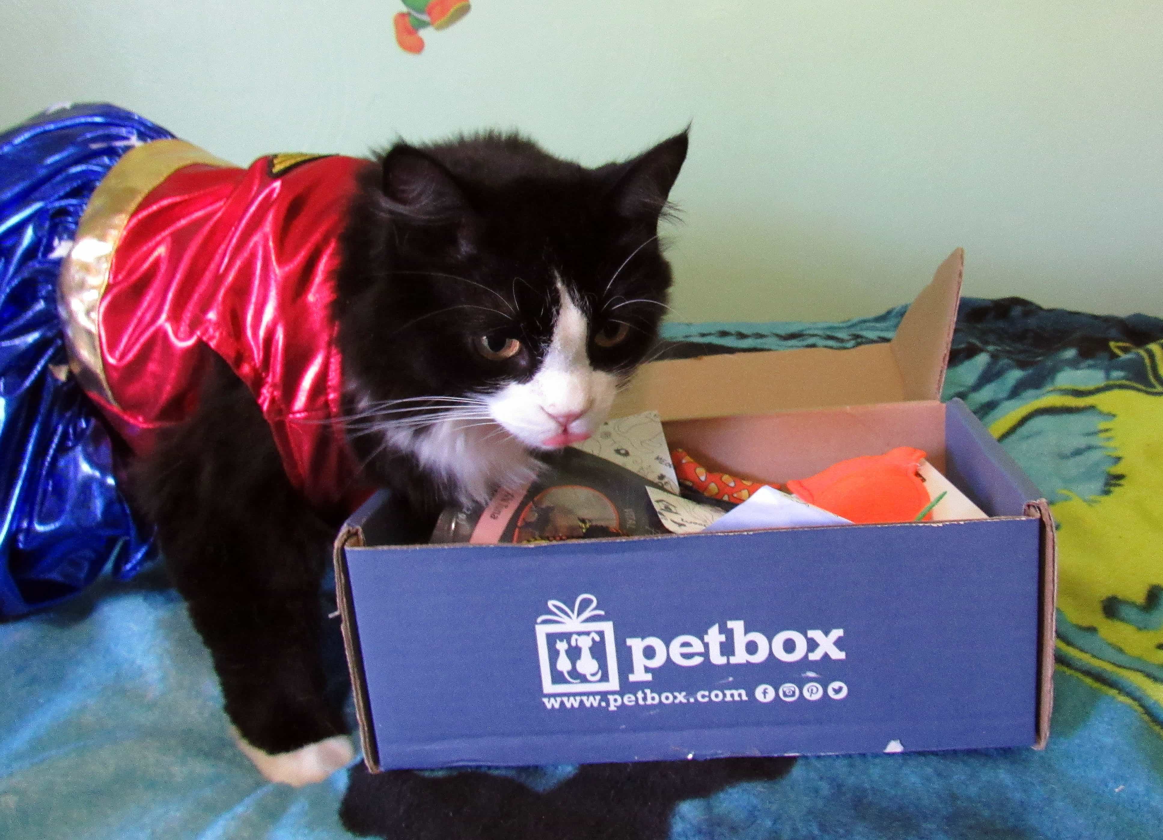 PetBox Cat October 2017 Subscription Box Review + 50% Off Coupon!