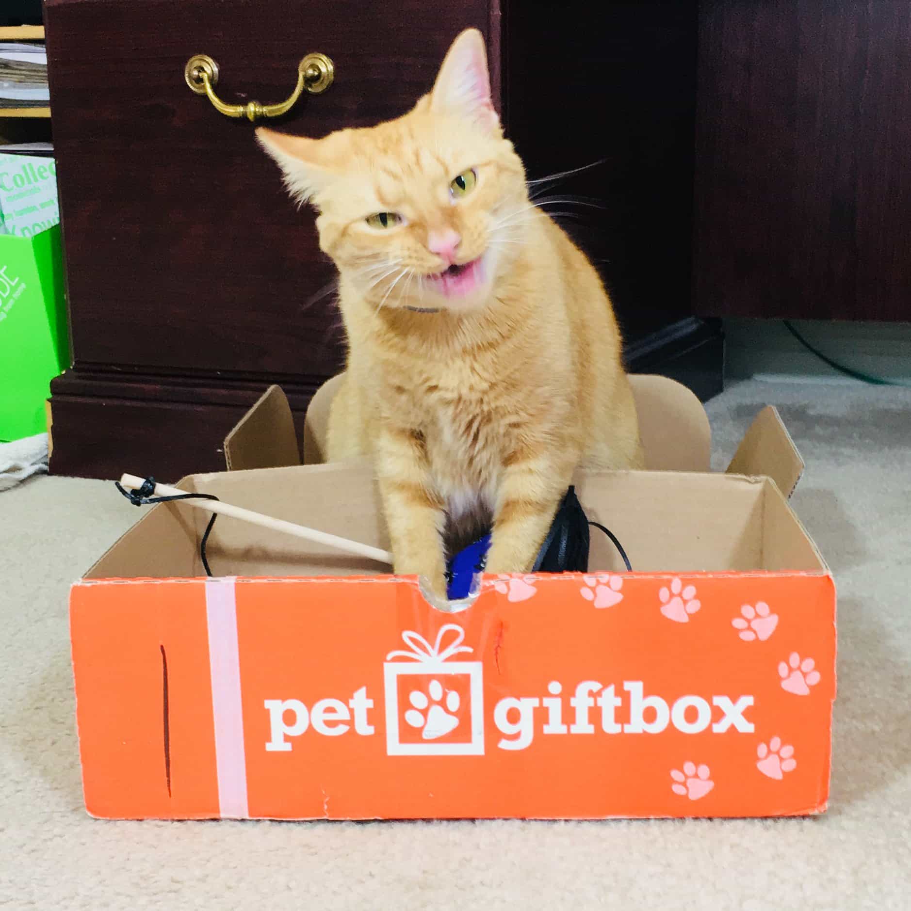 PetGiftBox October 2017 Cat Subscription Box Review + 50% Off Coupon