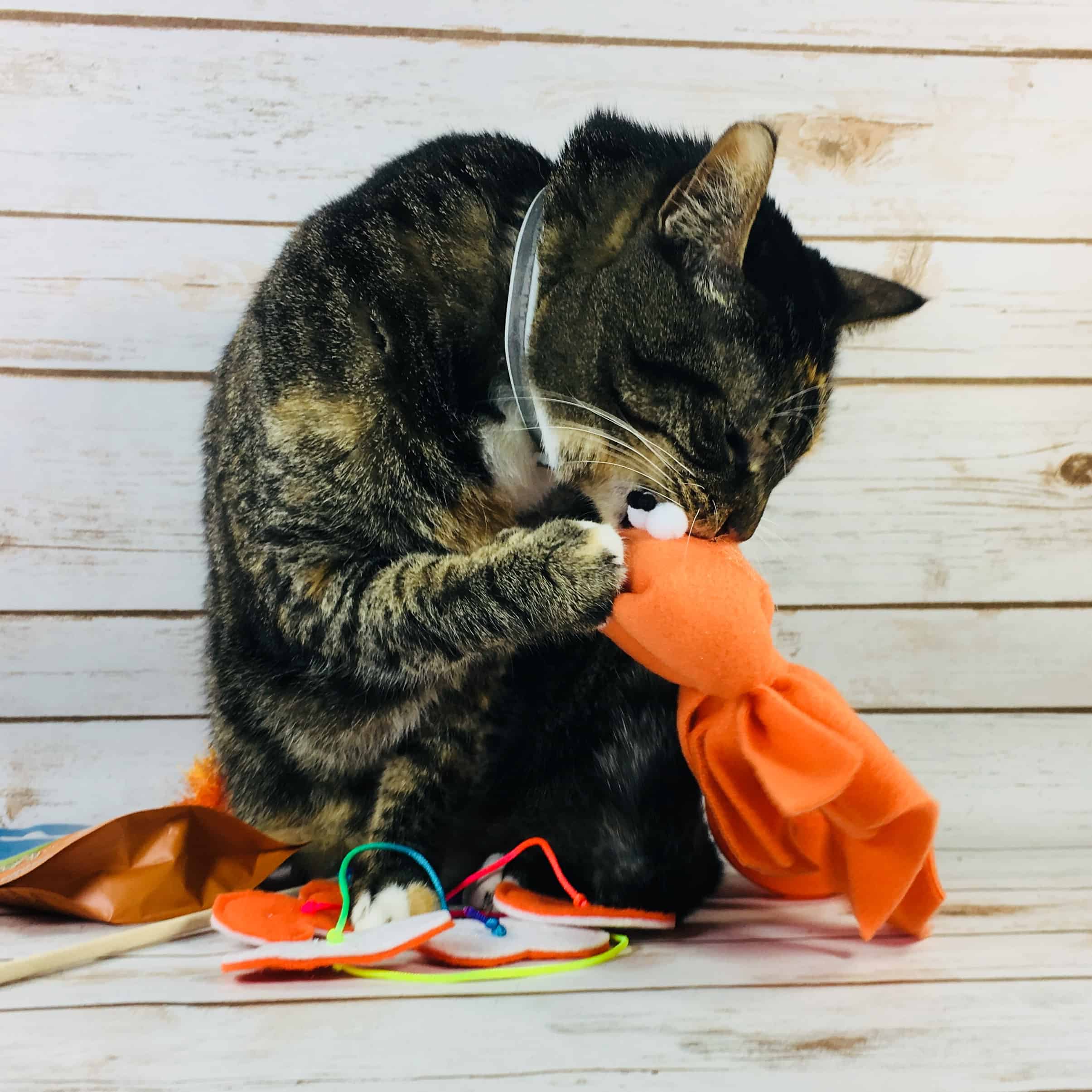 PetGiftBox January 2018 Cat Subscription Box Review + 50% Off Coupon