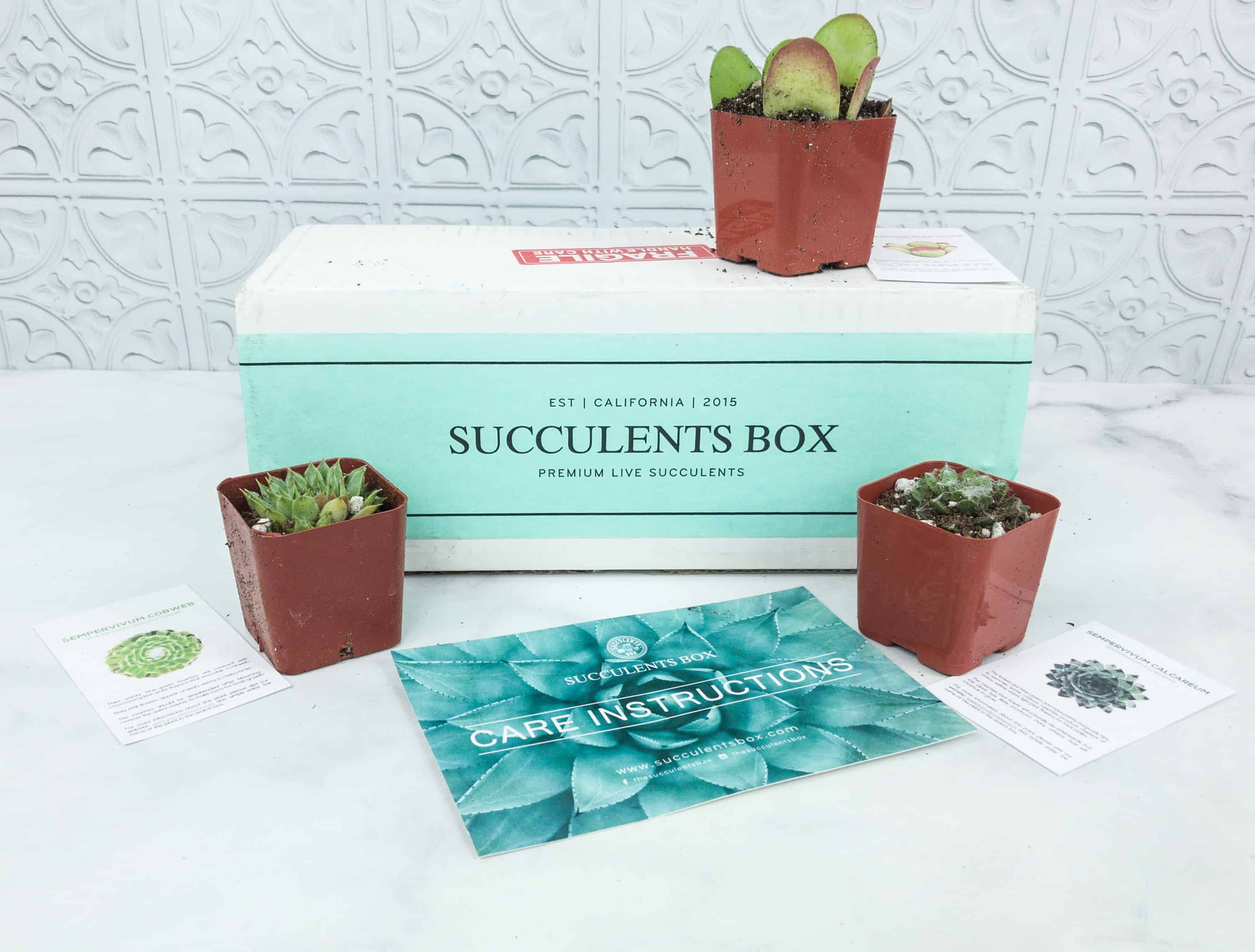 Succulents Box August 2018 Subscription Box Review + Coupon