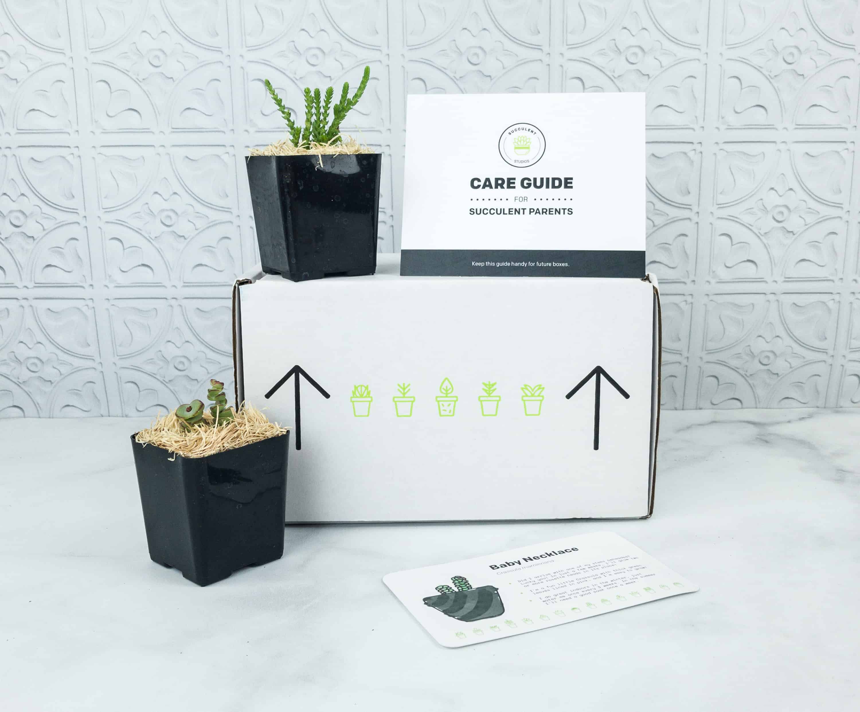 Succulent Studios Subscription Box Review + Coupon