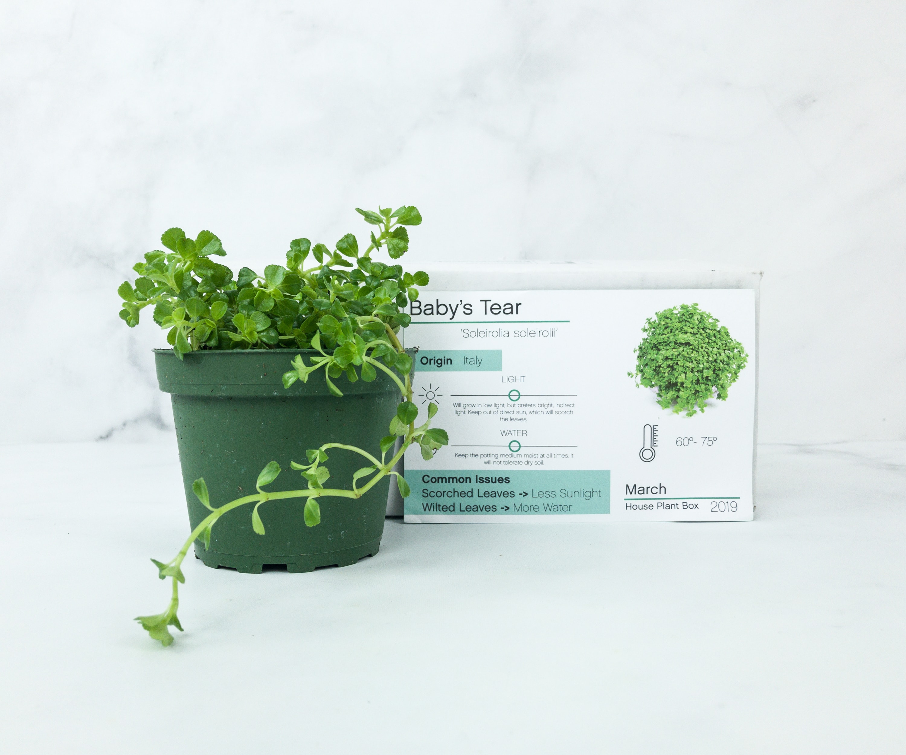 House Plant Box March 2019 Subscription Box Review