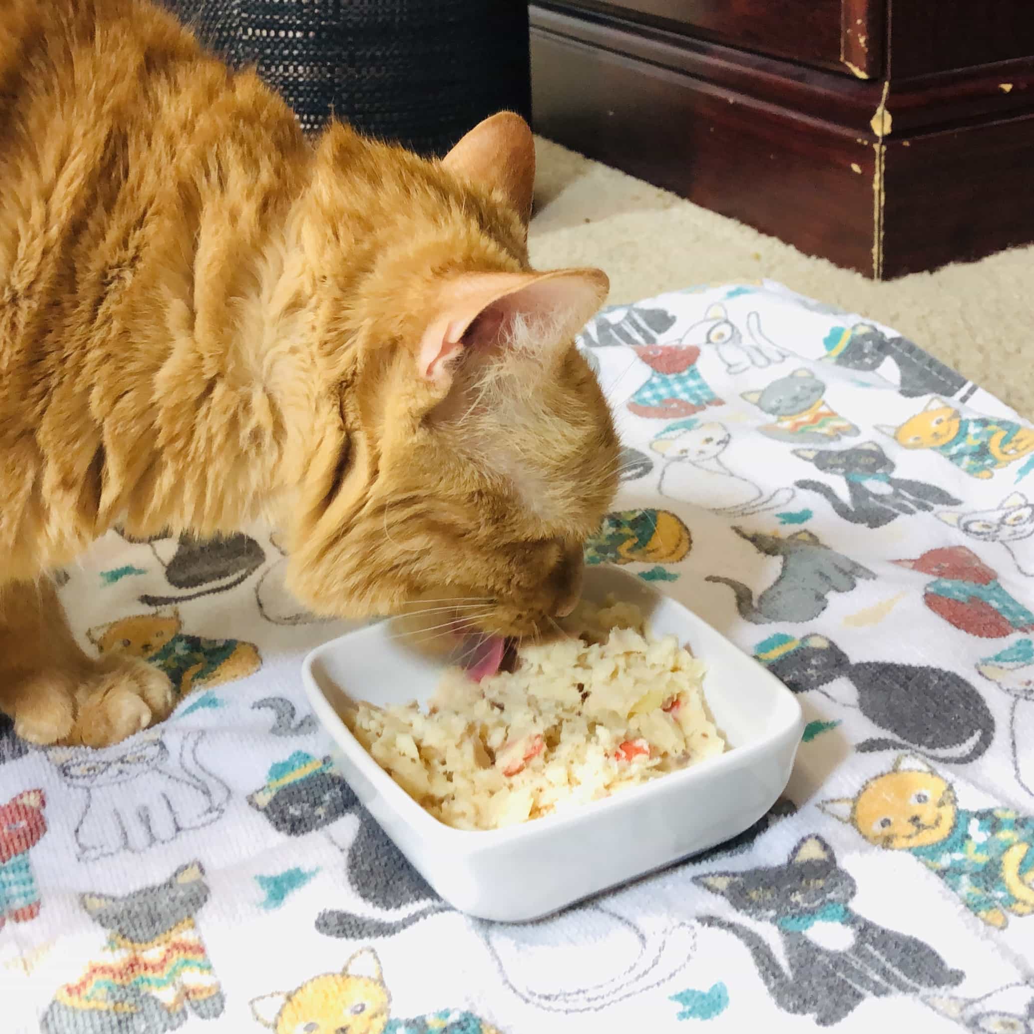 Nom Nom Cats April 2019 Review + Coupon!