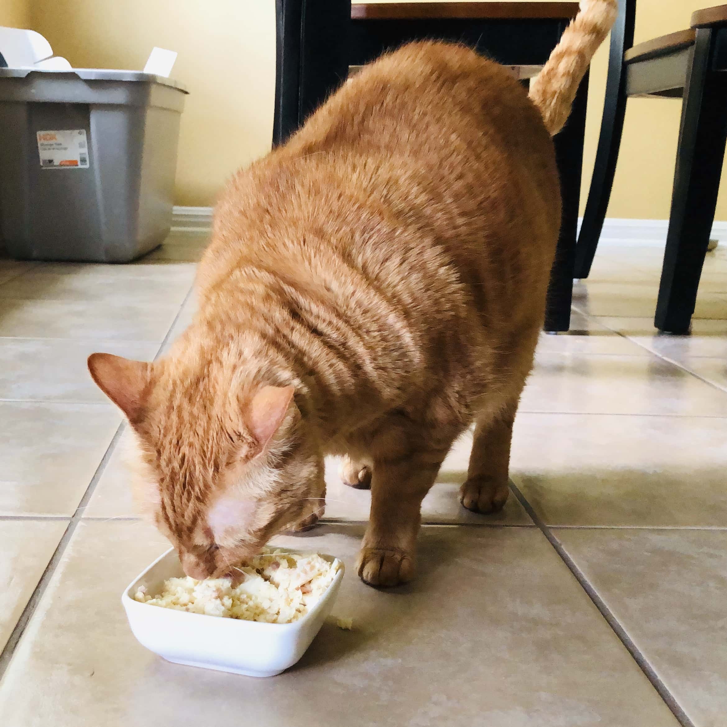 Nom Nom Cats May 2019 Review + Coupon!