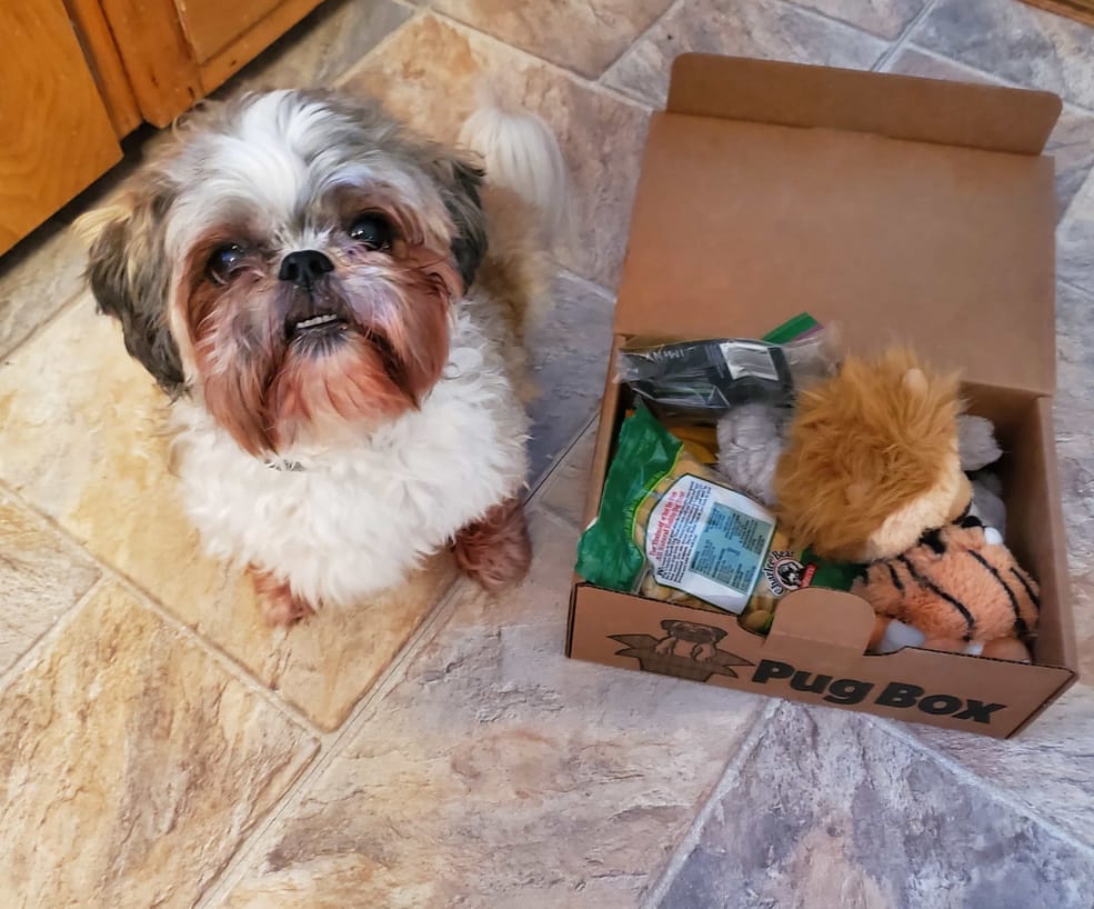 Shih Tzu with Pug Box