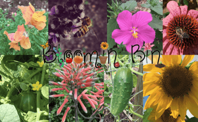 Bloomin’ Bin Cyber Monday Deal: Save 30% on Gardening Subscription Box for Cyber Monday!