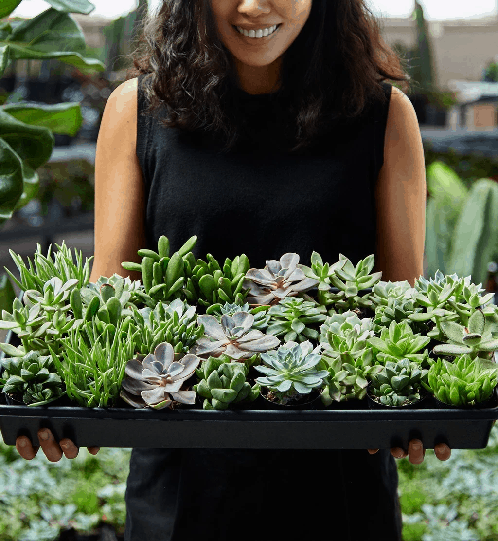 The Sill – Review? Plant Subscription!