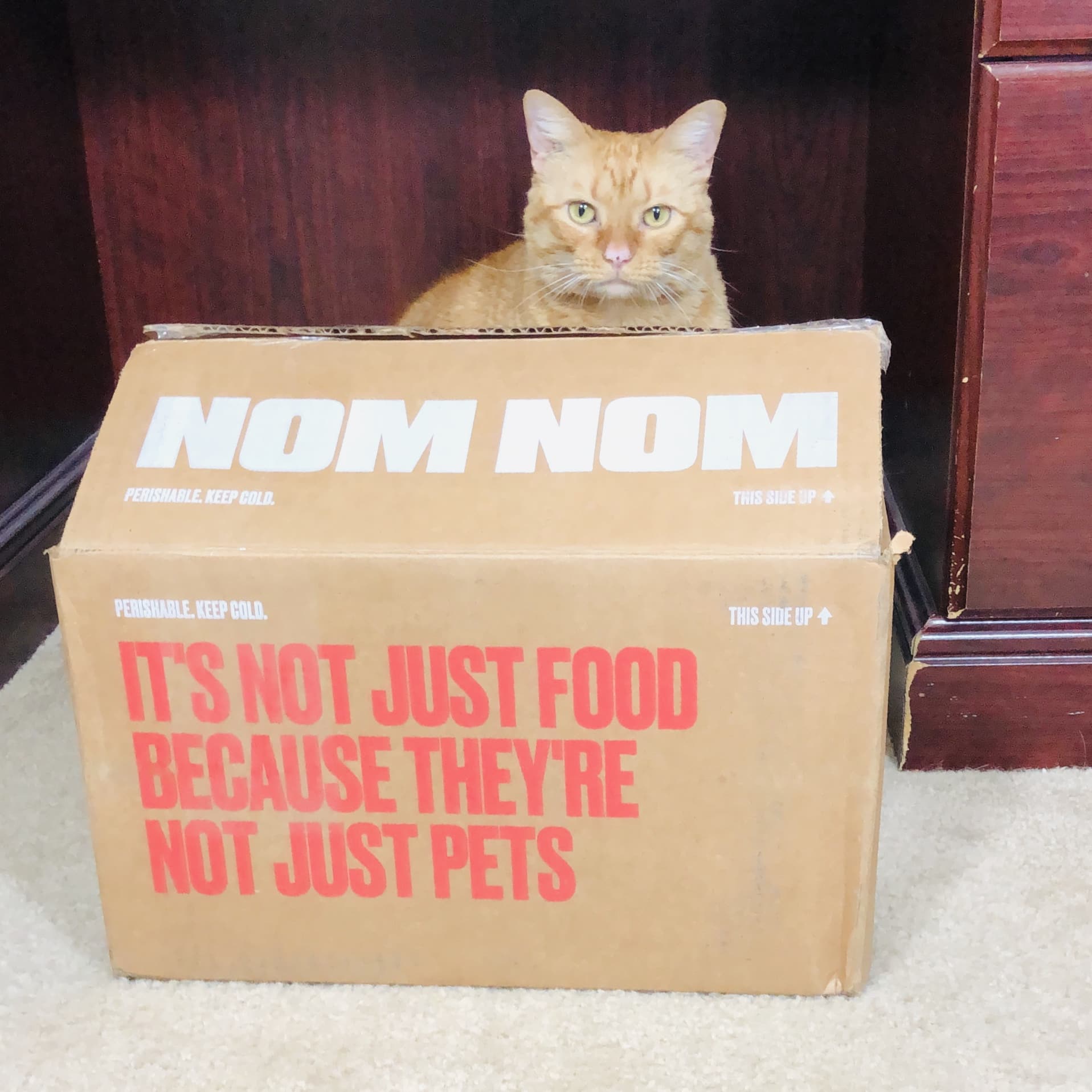 Nom Nom Cat Food Subscription Review + Coupon!