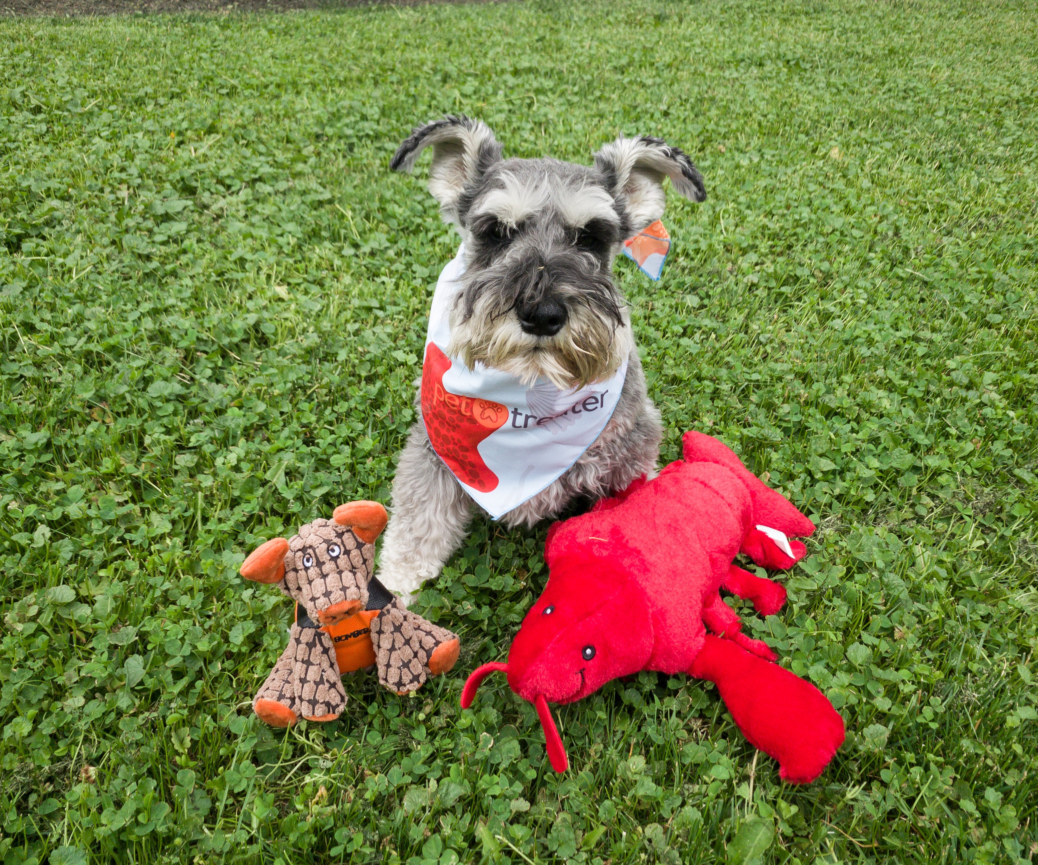 Pet Treater Coupon: Get 50% Off!