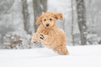 Tailored Pet Nutrition Cyber Monday: Get 80% Off First Bag Dog Kibble + FREE Gifts!