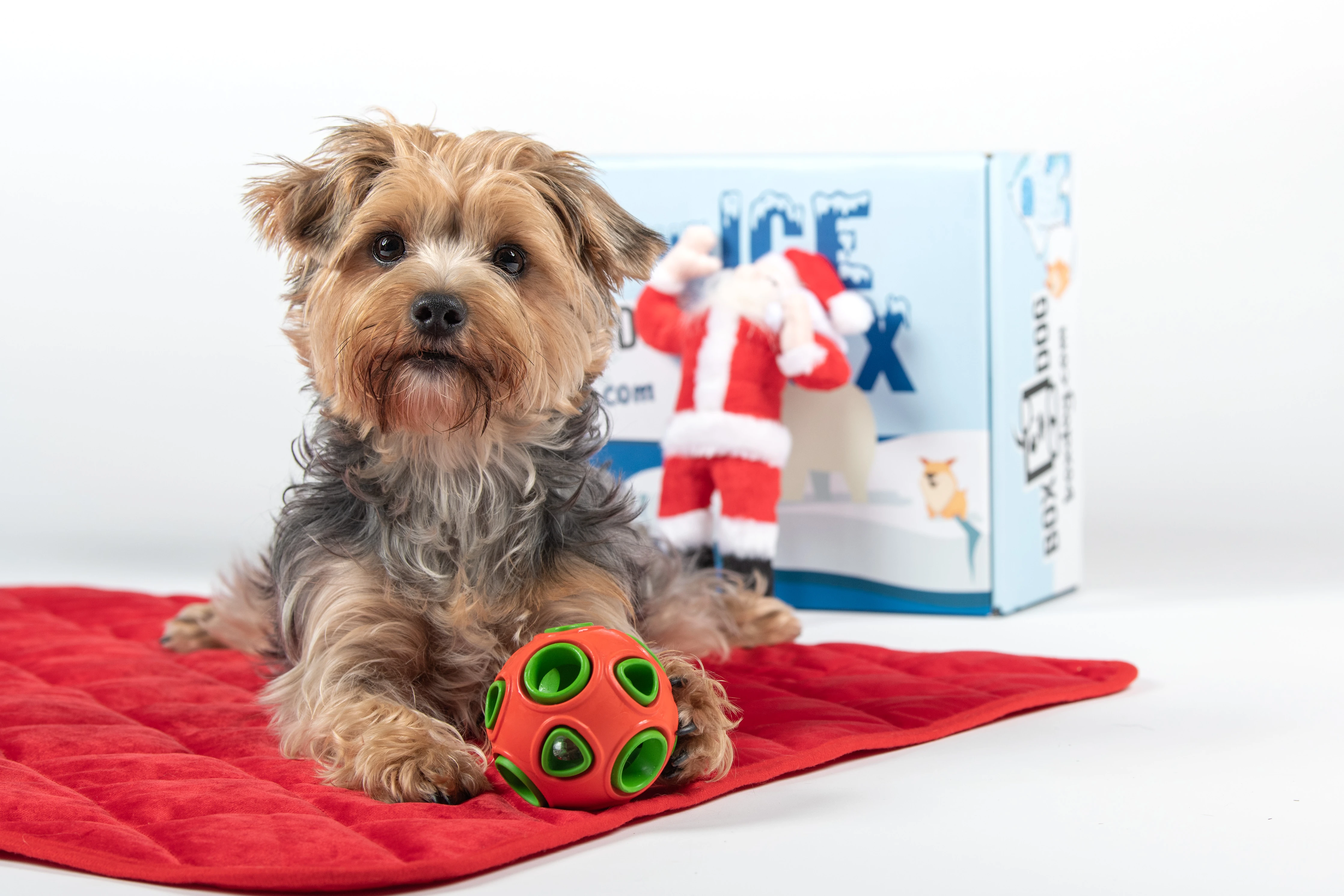 BoxDog Winter Sale: FREE Dog Bed & More!