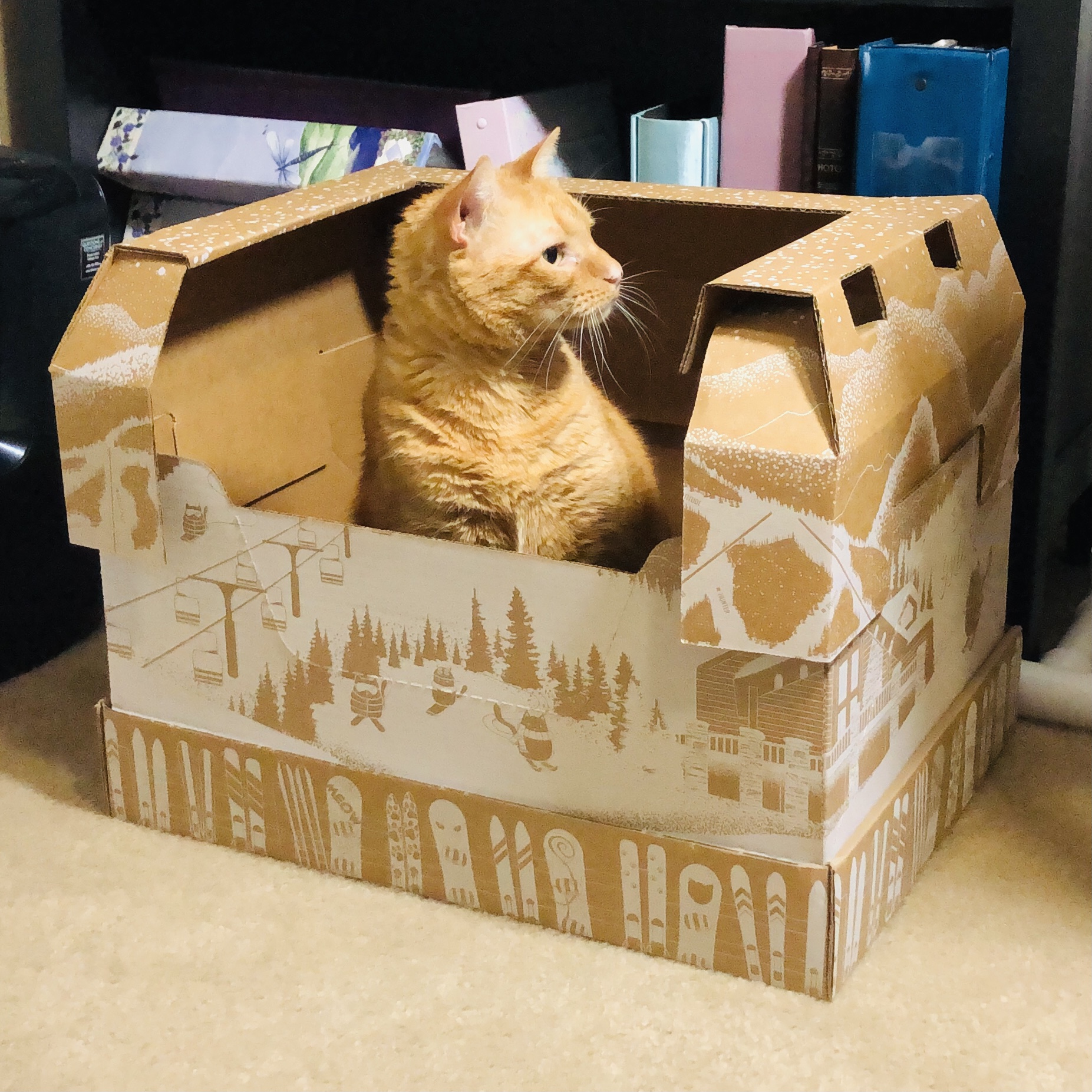 Kitty Poo Club Review + Coupon