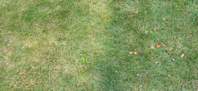Sunday Memorial Day Sale: Get Up To $50 Off Lawn Care Subscription!
