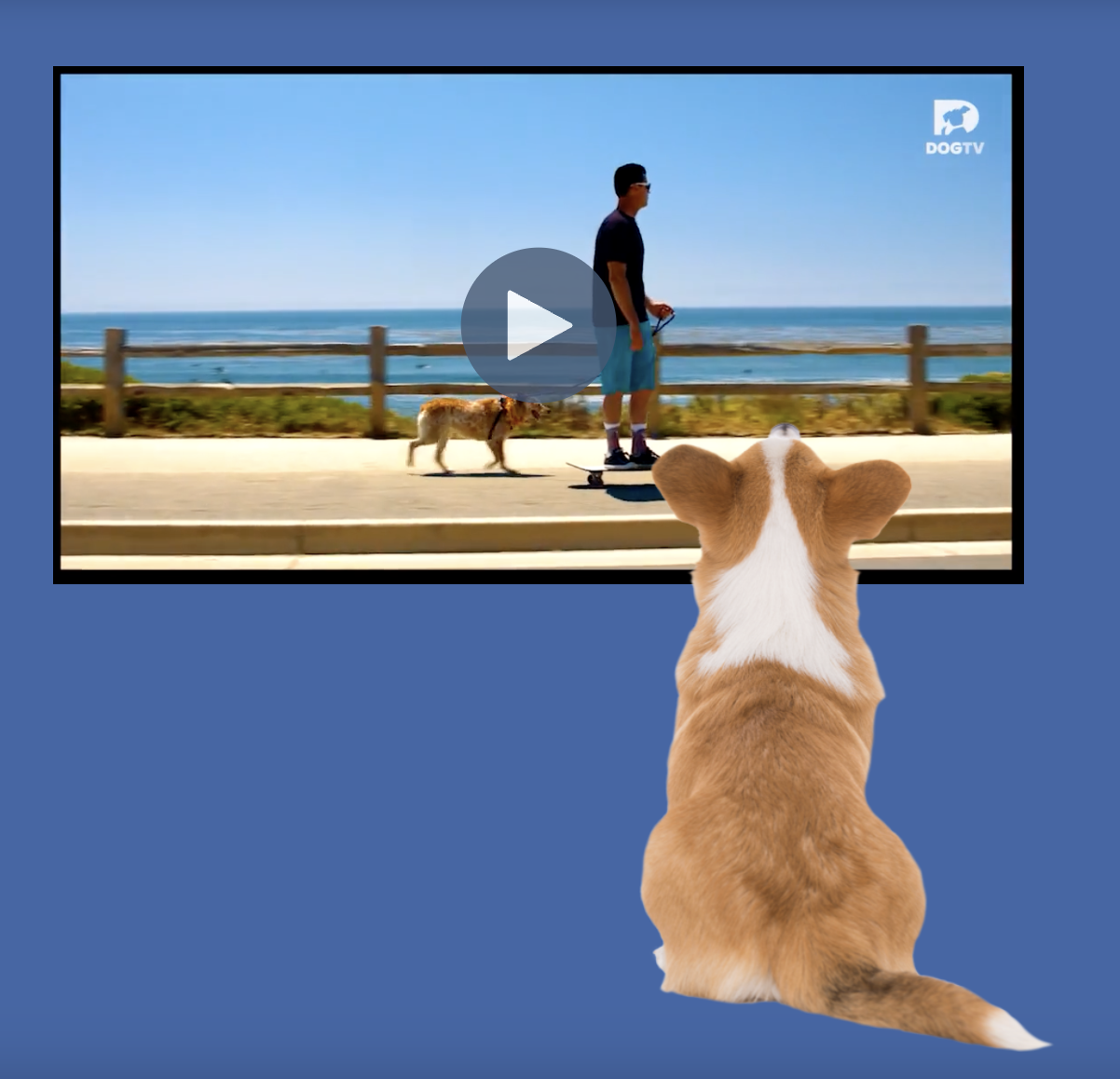 DOGTV Coupon: 7 Day FREE Trial Pup Enrichment Programming!