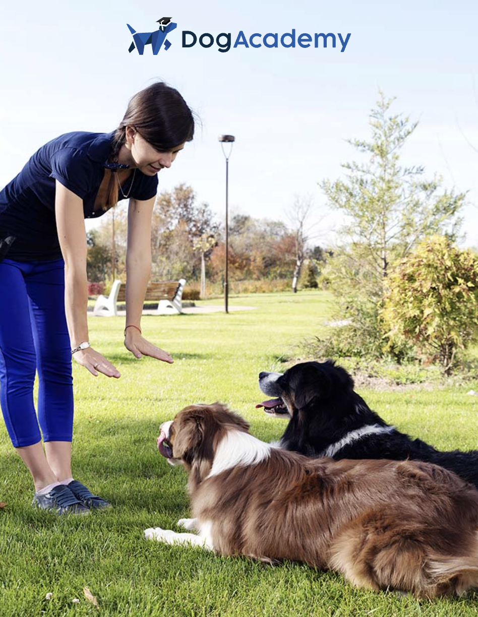 Dog Academy Coupon: Get 1 Week FREE Trial of Dog Training & Vet Support!