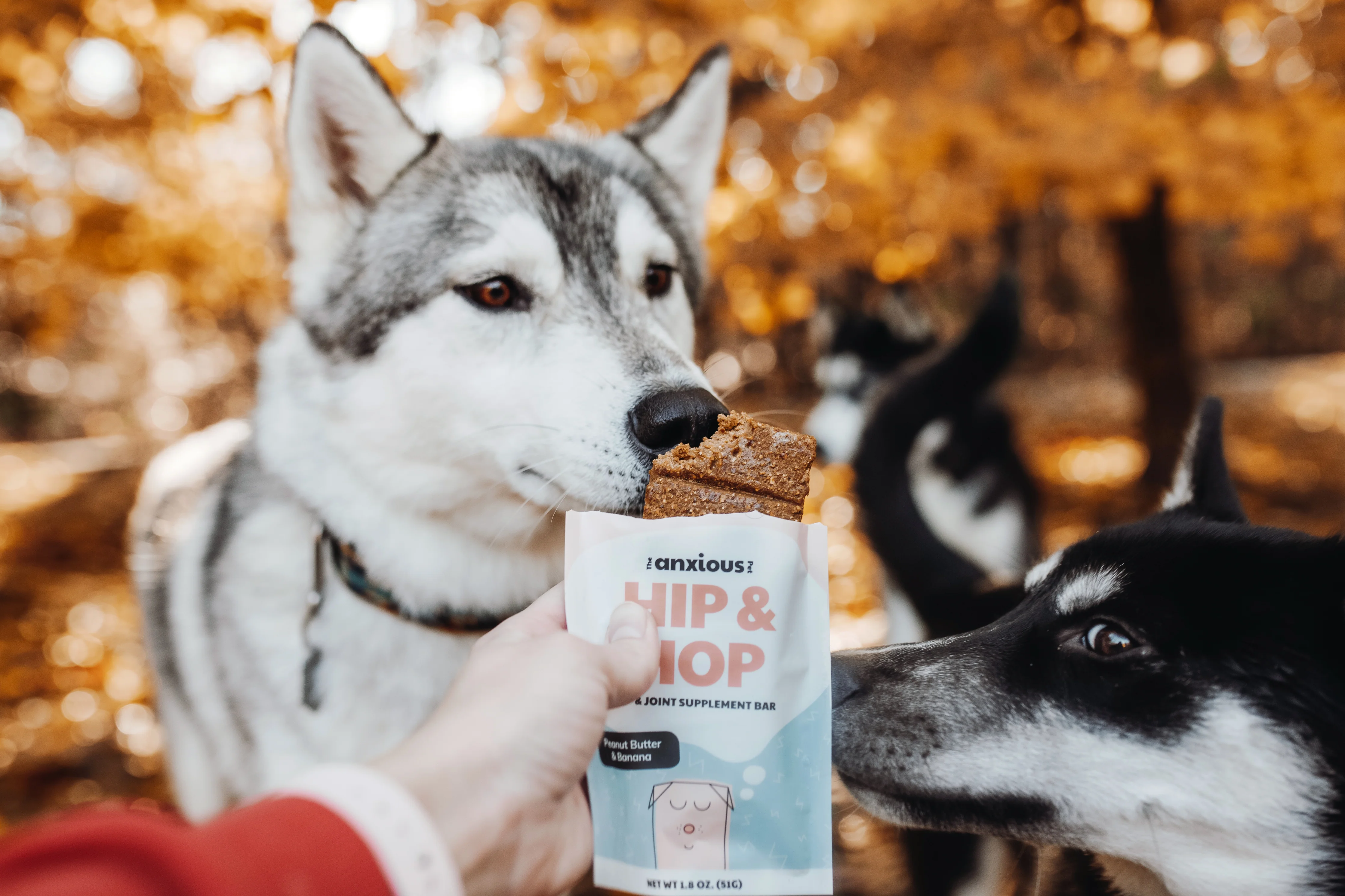 The Anxious Pet Coupon: 20% Off Calming Solutions for Dogs & Cats!