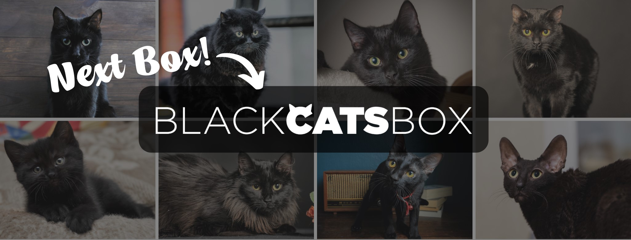 Cat Lady Box October 2023 Spoilers!