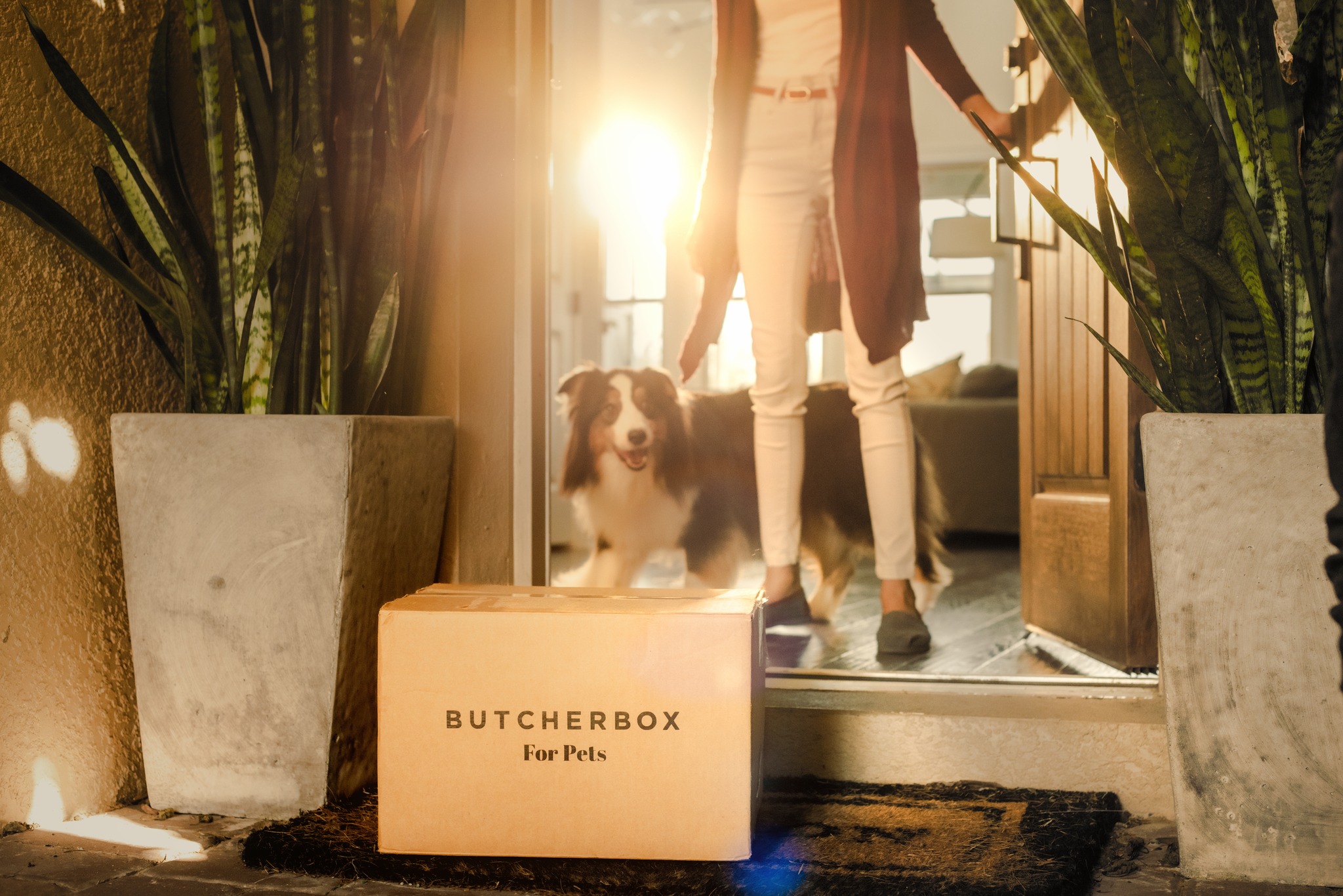 Hello Pupscription – DASH Dog Food Brings Premium Nutrition Tailored to Your Furry Friends