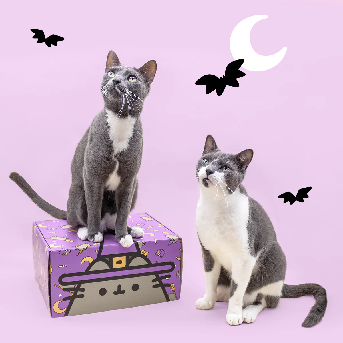 Cat Kit by Pusheen Box Fall 2024 Spoilers!
