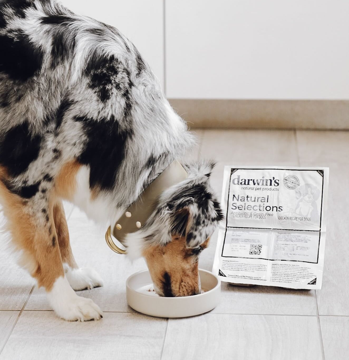 Say Hello to Darwin’s – Fresh, Raw Pet Food Made Simple for Dogs and Cats
