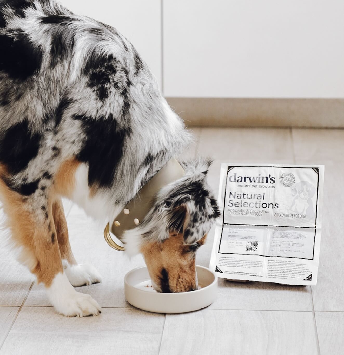 Say Hello to Darwin’s – Fresh, Raw Pet Food Made Simple for Dogs and Cats
