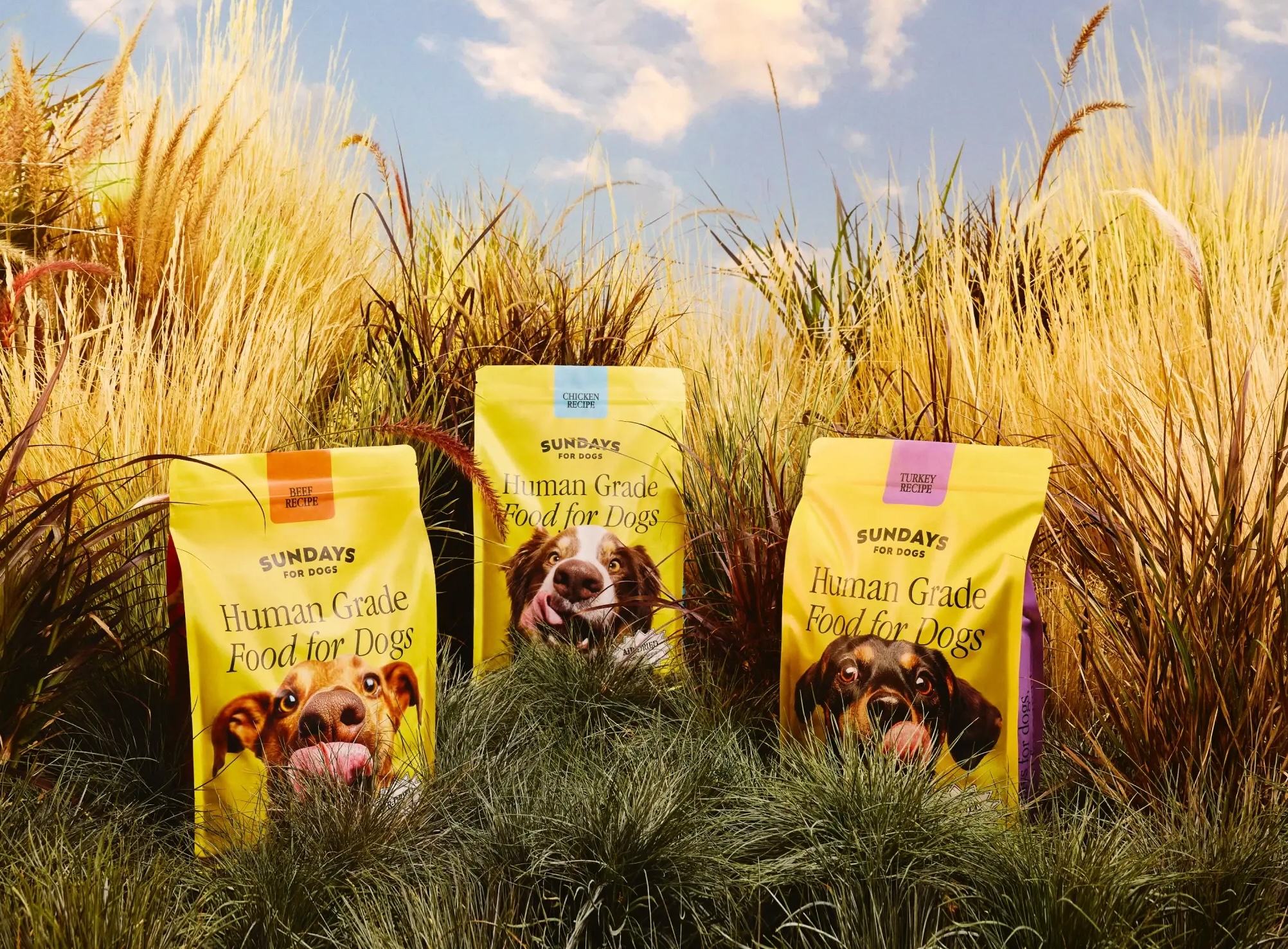 Why Choose Sundays For Dogs? 5 Pawsome Reasons to Switch to Human-Grade Dog Food