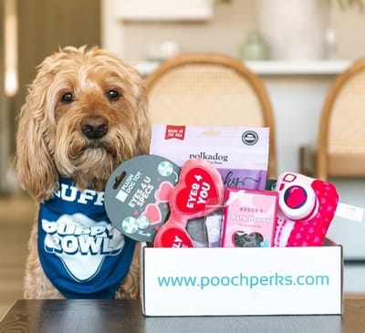 Say Hello to Pooch Perks – The Easiest Way to Pamper Your Pup with Monthly Treats