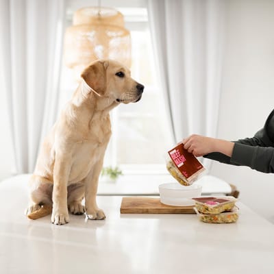 Why Dogs Love Nom Nom: Fresh, Gourmet Meals Made with Real Ingredients