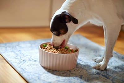 PetPlate Coupon – 60% Off Your First Box of Fresh Dog Food!