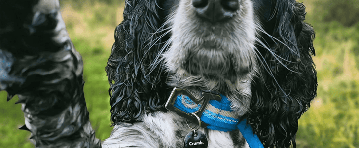Crumb Coupon – FREE Month Crumb Premium 