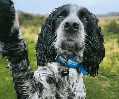Crumb Coupon – FREE Month Crumb Premium Subscription + Pet Smart Tag!